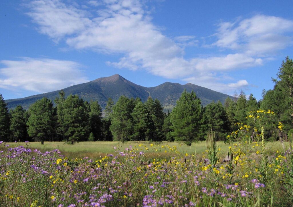 Greenery in Flagstaff.