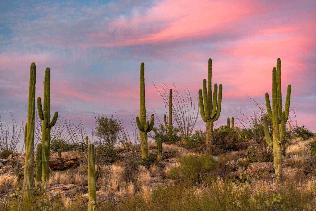 The Saguaro cactus at sunset.