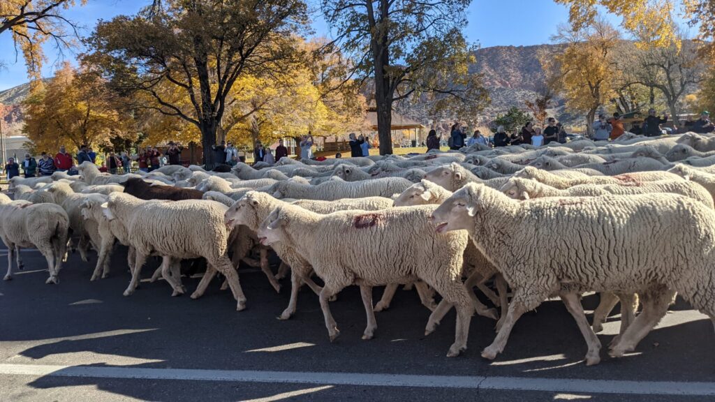 Sheep walking through the parade. 