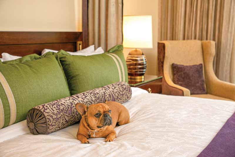 A dog sits on the bed at The Meritage Resort & Spa.