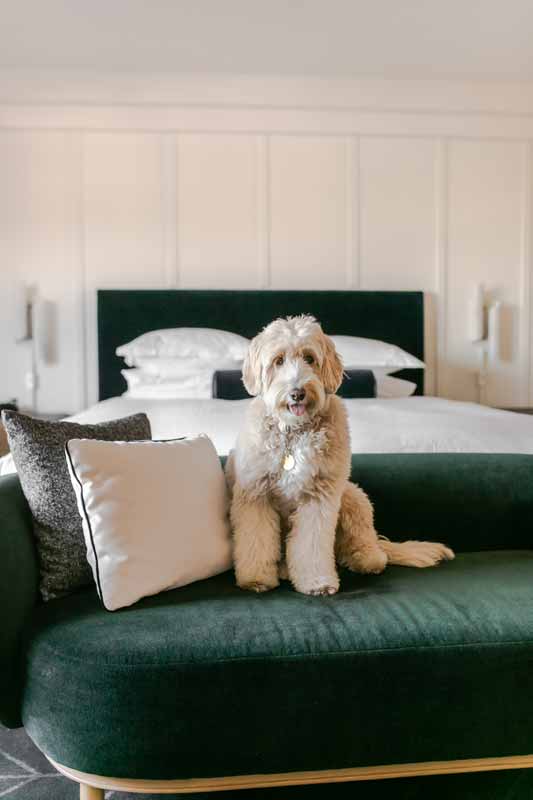 See Spot Stay: Pet-friendly Venues