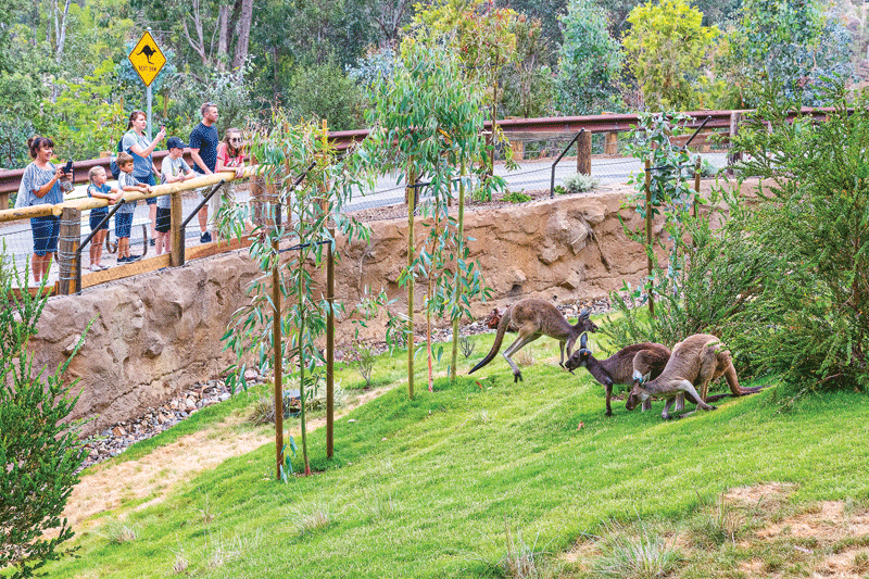 A view of animals and visitors at the zoo.